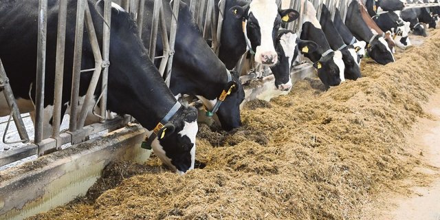 Diese Kühe fressen eine Totalmischration. Ersetzt man Gras- durch Maissilage, sinken zwar die Methanemissionen, dafür steigen die Futterkosten.