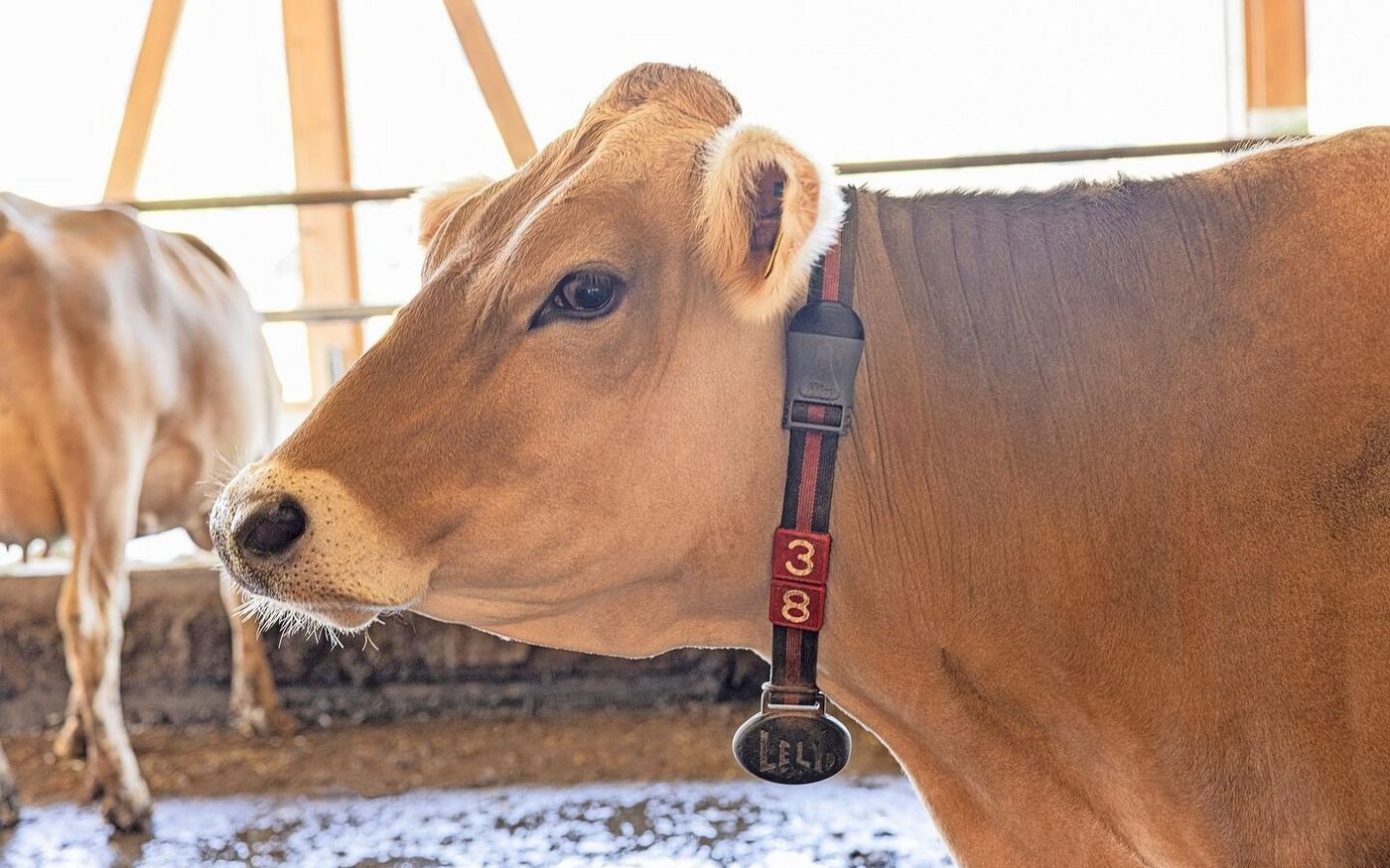 Der am Halsband angebrachte HR-LDn-Responder von Lely misst kontinuierlich Gesundheitsdaten und warnt frühzeitig vor einer Erkrankung.   