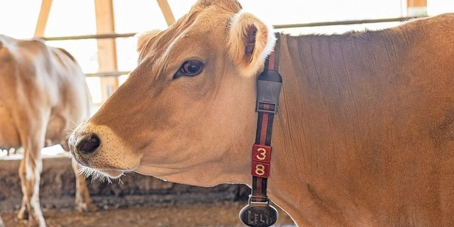 Der am Halsband angebrachte HR-LDn-Responder von Lely misst kontinuierlich Gesundheitsdaten und warnt frühzeitig vor einer Erkrankung.   