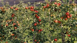 Robuste Sorten wie Ecolette benötigen zwar weniger Pflanzenschutzbehandlungen als anfällige Apfelsorten, haben dafür aber Nachteile wie Alternanzanfälligkeit und tiefere Erträge.  