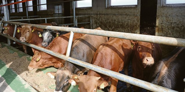Bei der Rinderfütterung an die Pansenlebewesen denken: Für optimale Bedingungen brauchen sie immer gleichzeitig Energie- und Eiweissfraktionen.   (Symbolbild Ruth Aerni)