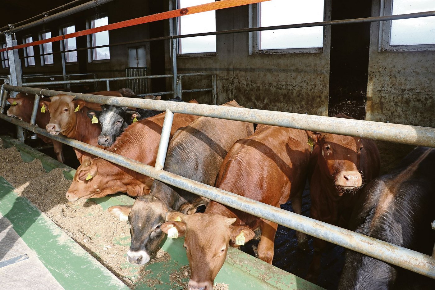 Bei der Rinderfütterung an die Pansenlebewesen denken: Für optimale Bedingungen brauchen sie immer gleichzeitig Energie- und Eiweissfraktionen.   (Symbolbild Ruth Aerni)
