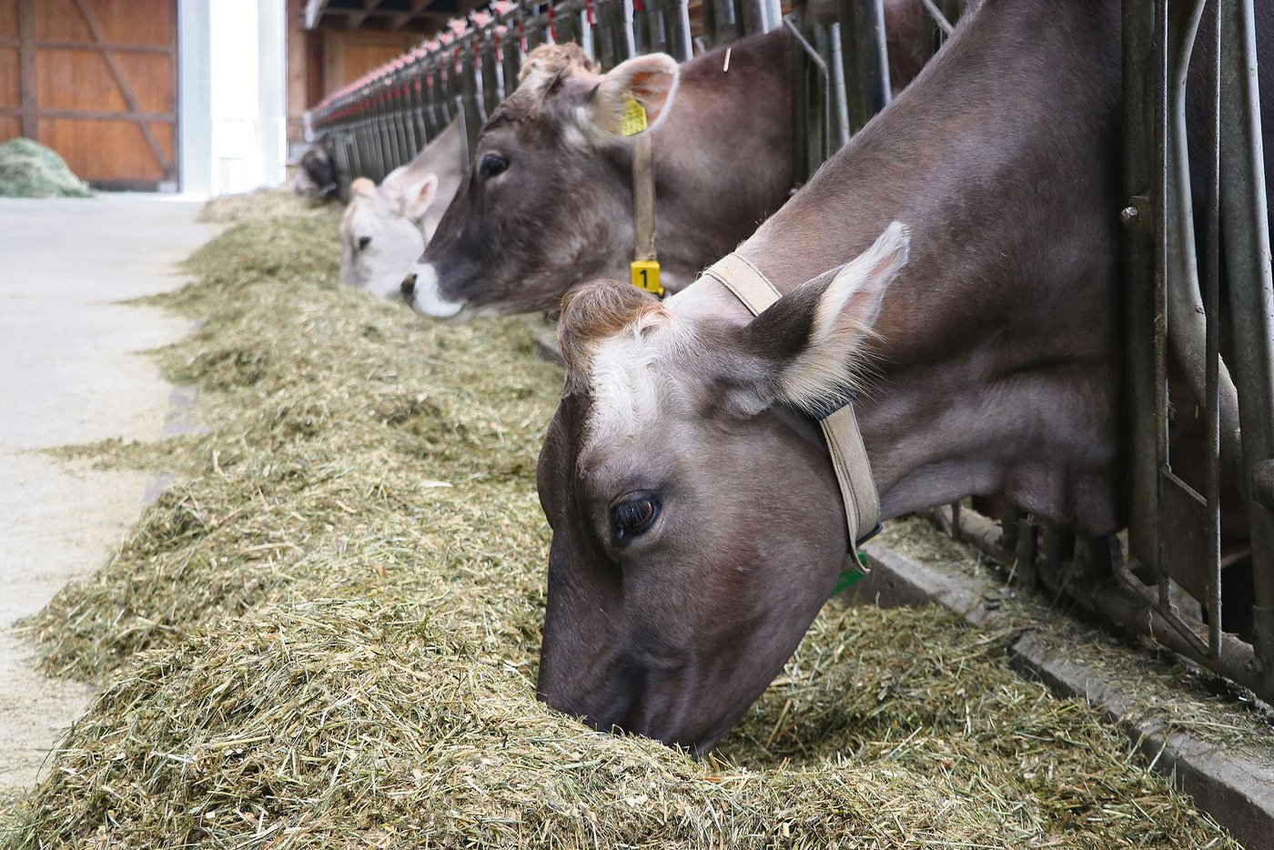 Milchkühe erhalten im neuen Rohprotein-Programm für die selbe Gehaltsstufe höhere Beiträge als anderes Rindvieh. (Bild Ruth Aerni)