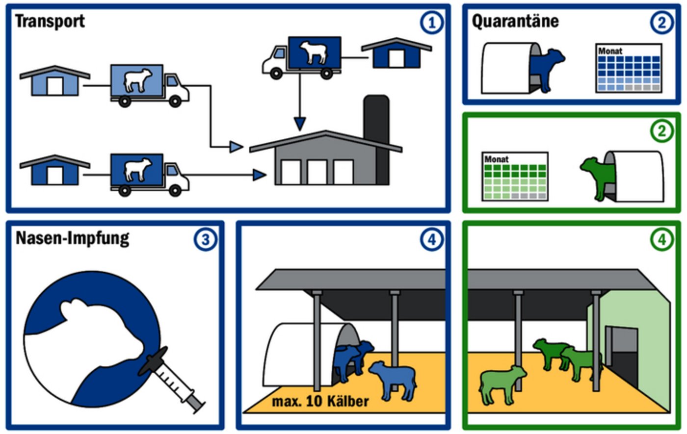 Anders als im ursprünglichen Freiluftkalb-Projekt beträgt die Quarantänezeit im Folgeprojekt zwei statt drei Wochen. Gleich bleiben der nach Betrieb getrennte Transport der Kälber und die Nasen-Impfung.  