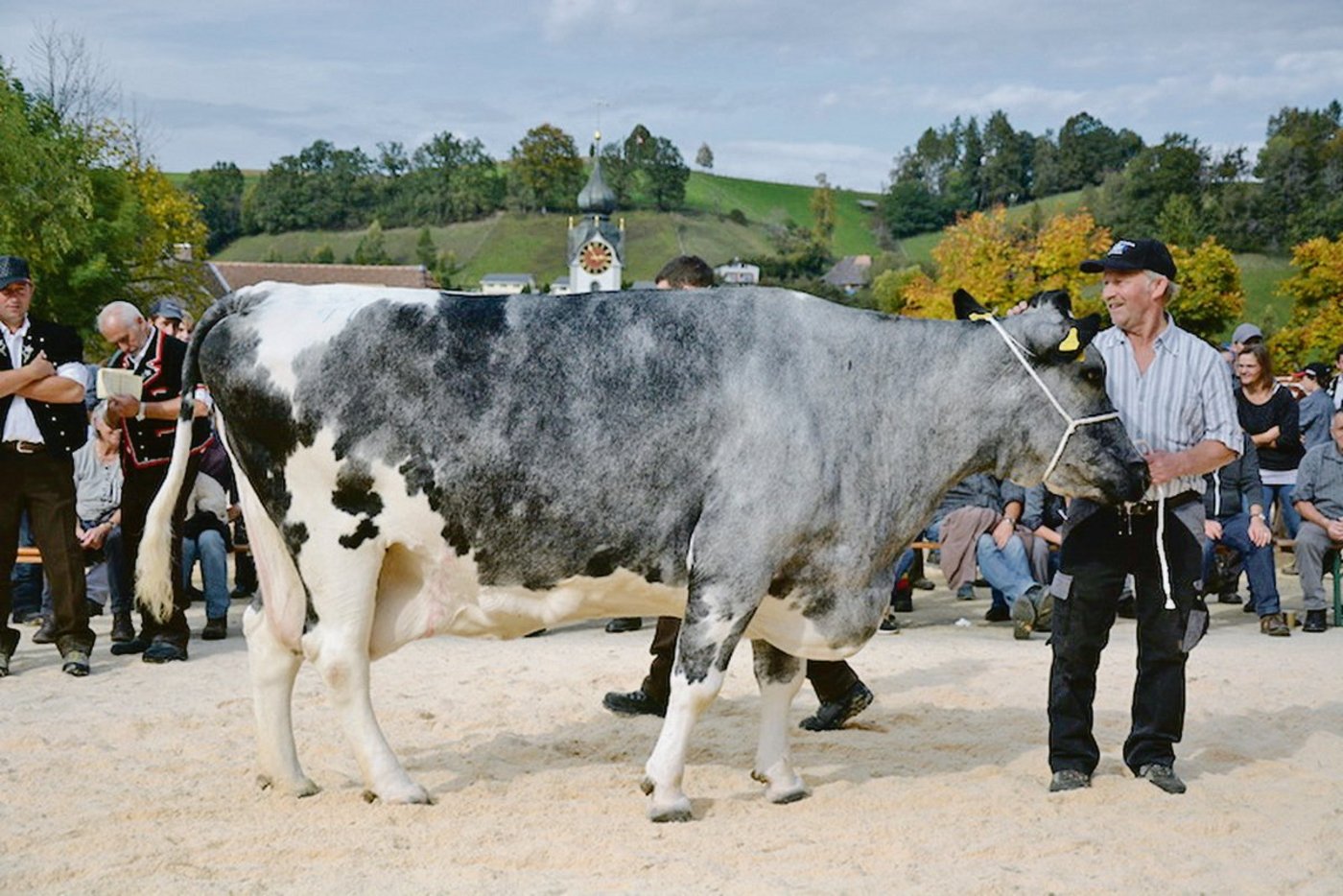 Die allerschönsten Kühe in einem Bestand scheinen nicht automatisch auch die Ältesten zu werden.    (Bild sb)