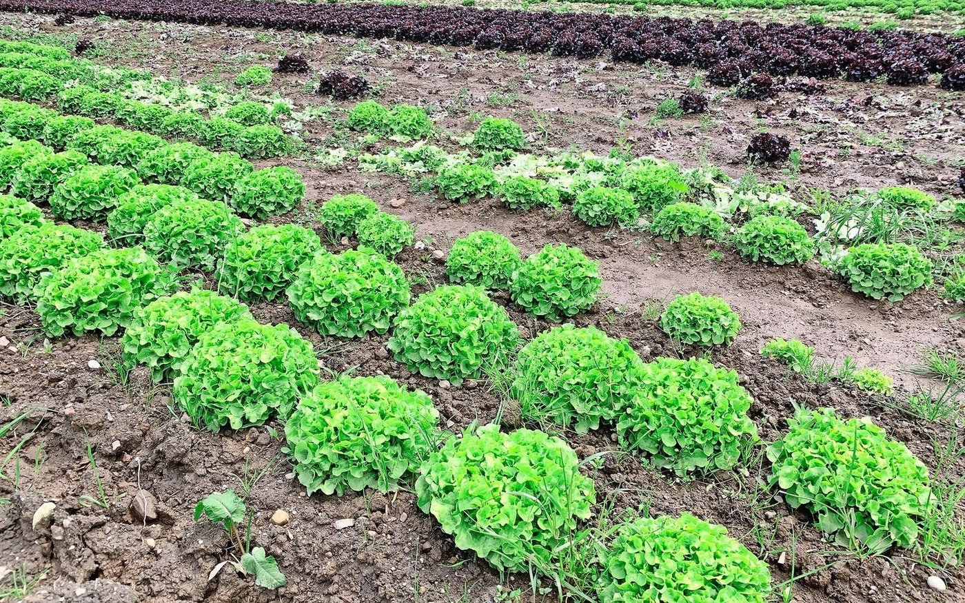 Salate aus Böden in der Stadt Luzern könnten künftig deutlich teurer werden, wegen der nur dort geltenden Mindestlöhne.