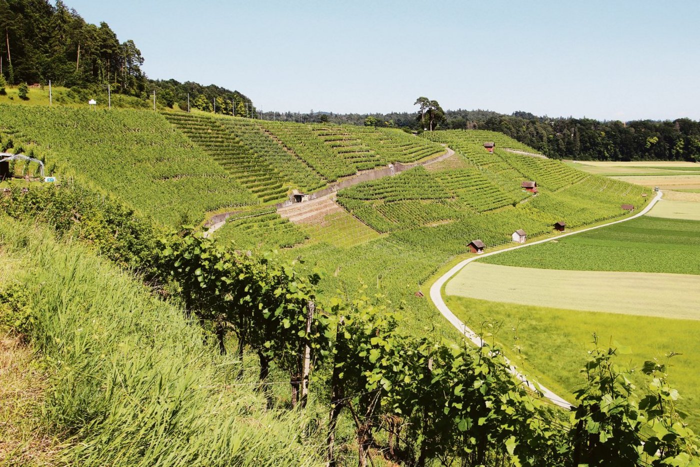 Die Weinlage Schiterberg in Andelfingen. Am Grand Prix du Vin Suisse haben viele Landweine aus dem Kanton Zürich gepunktet. (Bilder Roland Müller)