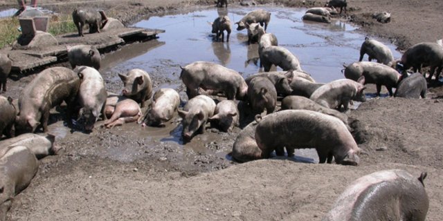So idyllisch sieht es im Freiland-Gehege in Witzwil nicht immer aus. Die Mutterschweine haben dieses Jahr schon 30 bis 50 Ferkel an Füchse verloren. Letztes Jahr waren es noch mehr. (Bild zVg)