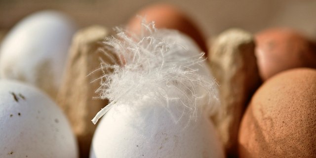 Jeden Tag ein halbes Ei – Dank guter Produzentenpreise können sich beide Seiten über den steigenden Konsum freuen. (Bild Pixabay)