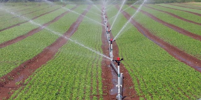 Beim Gemüse lohnt sich das Bewässern. Woher das Wasser künftig kommen soll, wird im Aargau abgeklärt. 