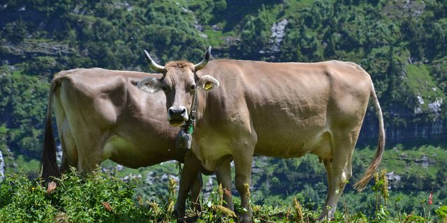 Langlebigkeit der Kühe in der Agrarpolitik: Eine lange Nutzungsdauer soll belohnt werden. (Bild Andrea Gysin)