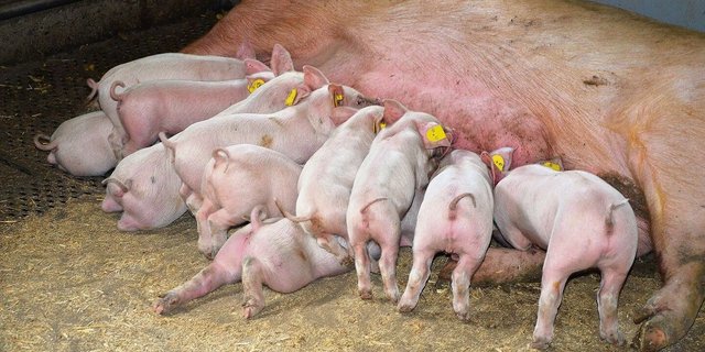 Clostridien difficile lassen sich bei jungen Ferkeln häufig nachweisen. Sie machen nicht immer krank, akute Fälle können allerdings mit dem Tod enden.