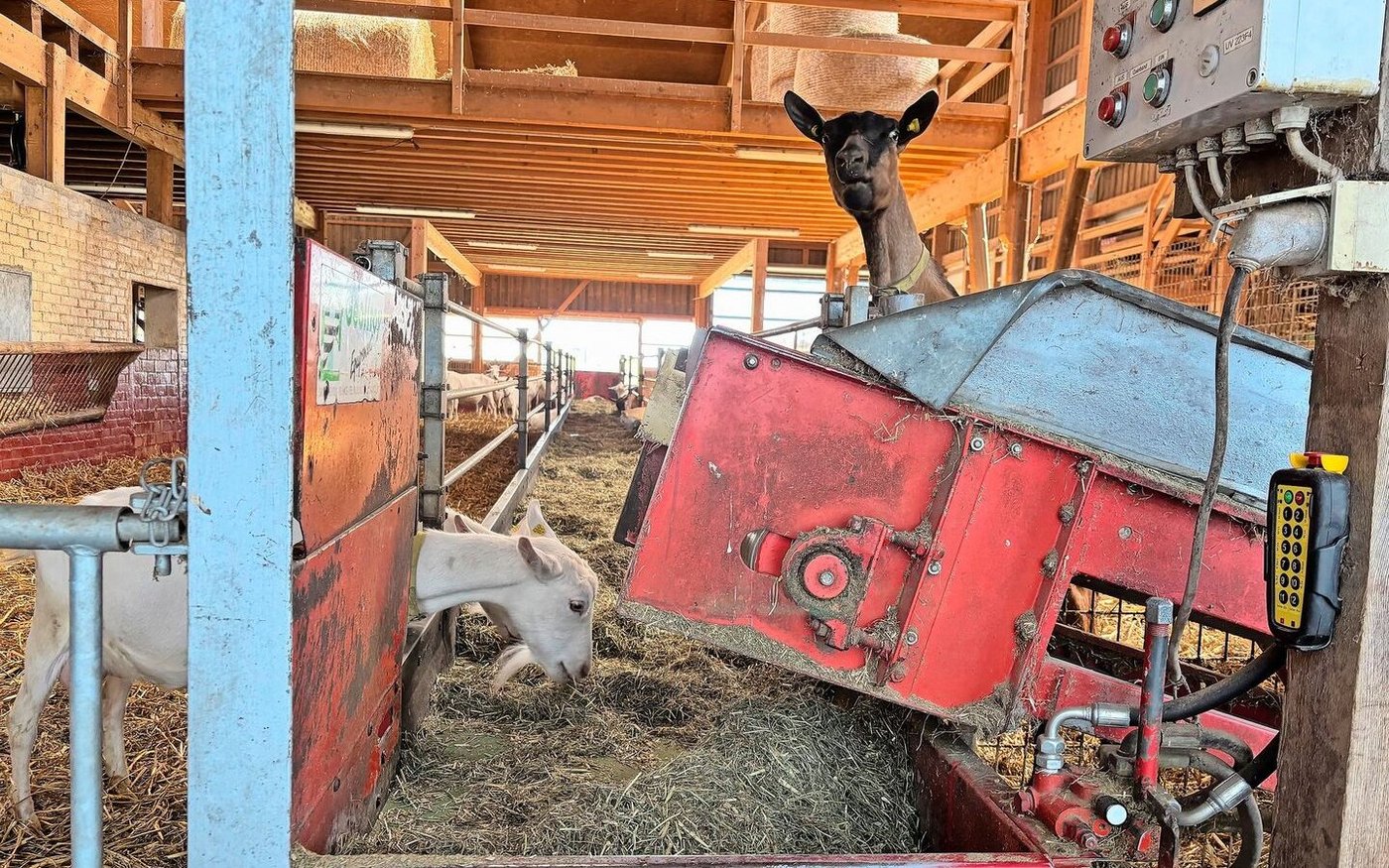 Vom elektrischen Futtermischwagen gelangt die Teilmischration bestehend aus Maissilage, Emd, Heu und Brot direkt auf das Futterband. 