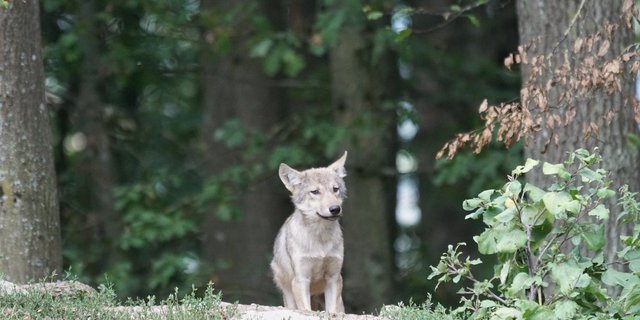 Die Welpen wurden von einer Videofalle in der Region Marchairuz erfasst. (Bild Marcel Langthim/pixabay)