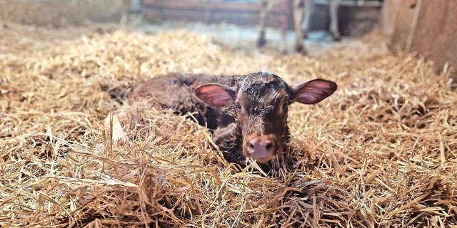 Aidyn ist ein kleines Wunder der Natur. Das feuerrote Kuhkalb liess untypisch lange auf sich warten.   