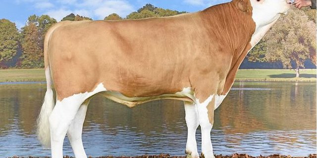 Stonehill Brisago Lorado-ET führt die Rangliste nach Exterieur an. Viele 98-pünktige Kühe sind in seiner Abstammung.(Bild KeLeKi)