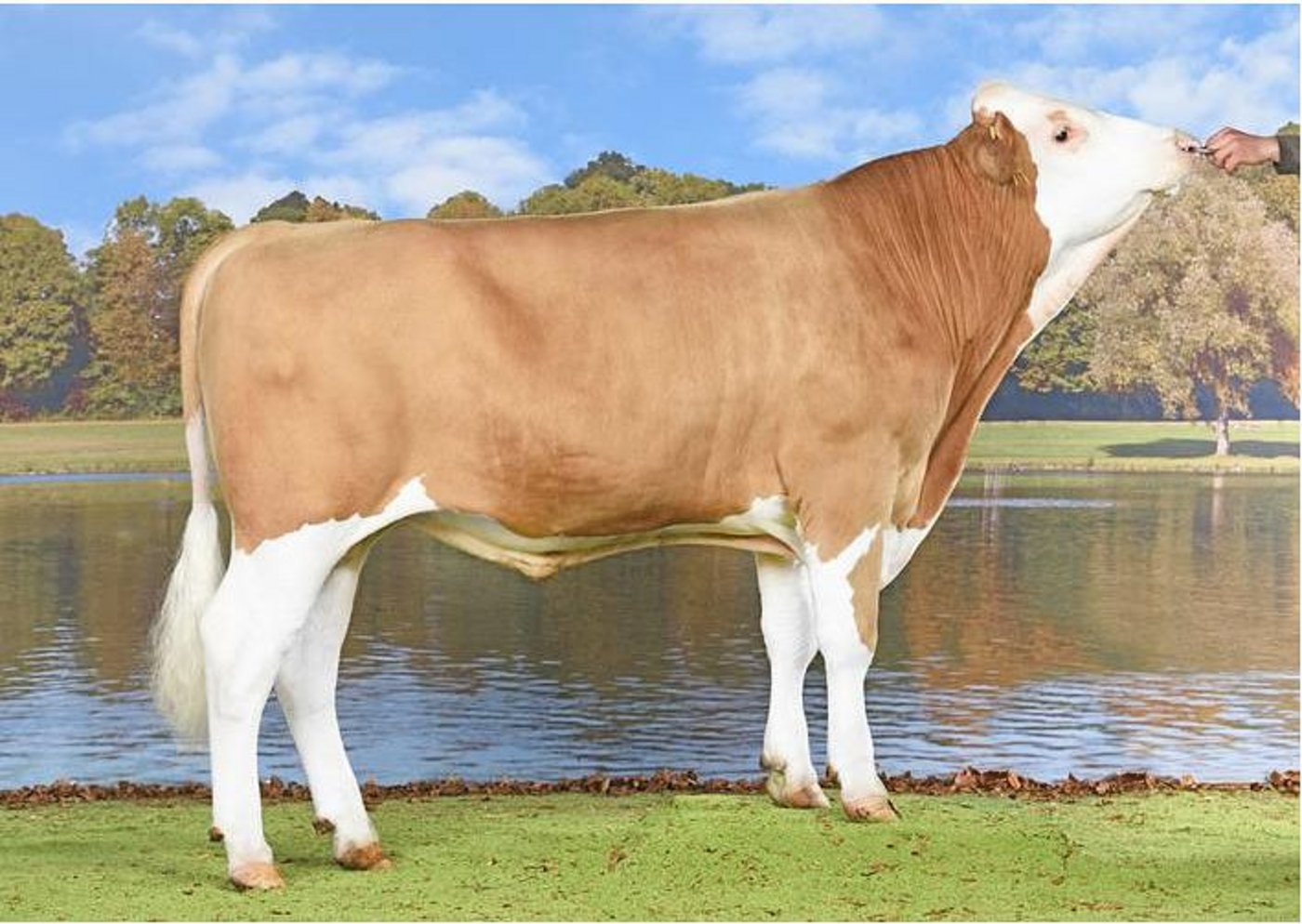 Stonehill Brisago Lorado-ET führt die Rangliste nach Exterieur an. Viele 98-pünktige Kühe sind in seiner Abstammung.(Bild KeLeKi)