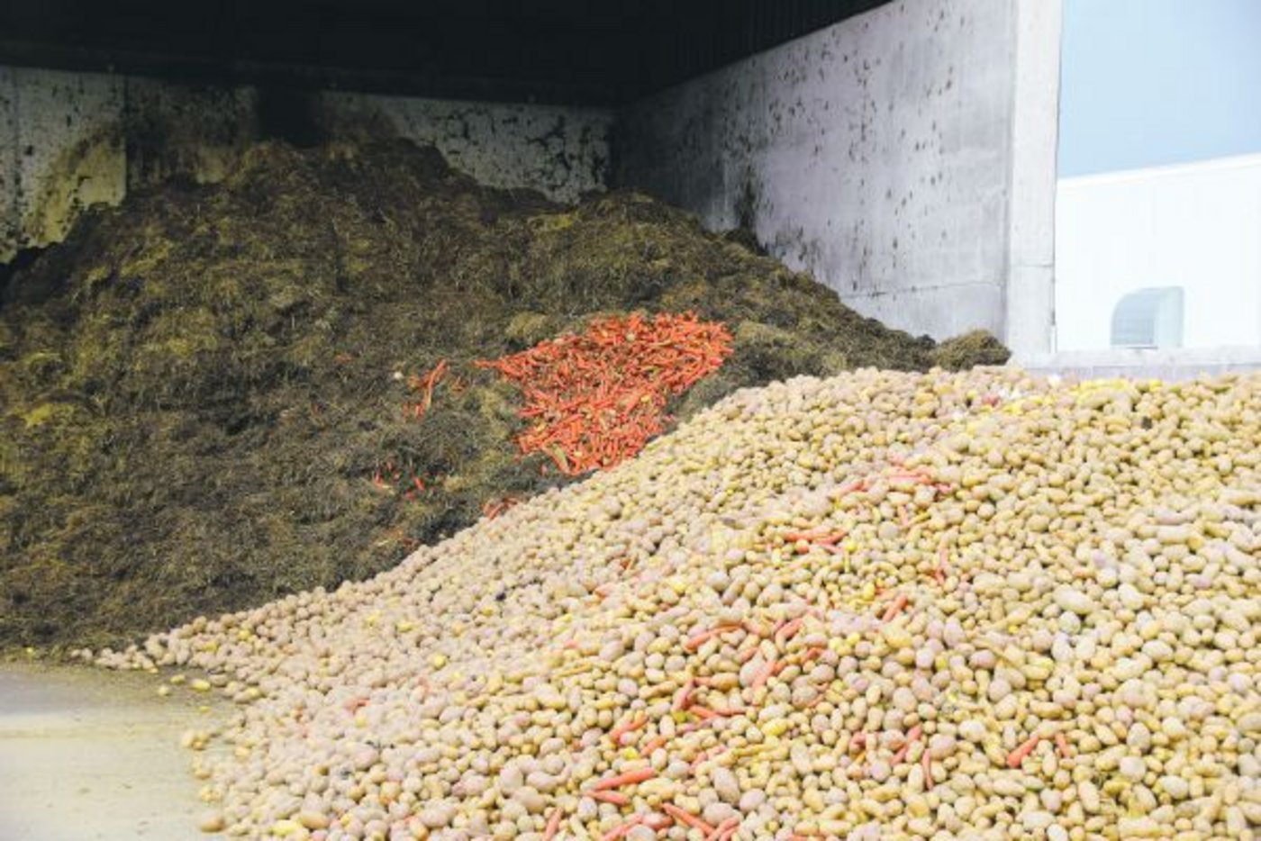 Dieses Gemüse kann weder verkauft noch verfüttert werden. In der Bioenergieanlage Bätterkinden werden wenigstens noch Strom und Wärme daraus gewonnen. (Bild Debora Moos)