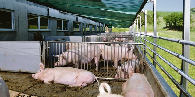 Sonnenbrand – ein Schattennetz hilft – und Sommerhitze sind Gift für die Fruchtbarkeit. Bild aus dem Luzerner Hinterland. (Bild zVg)