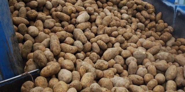 Dieses Jahr liegen 8500 t Frischkonsum-Kartoffeln mehr an Lager als im Vorjahr. (Bild BauZ)