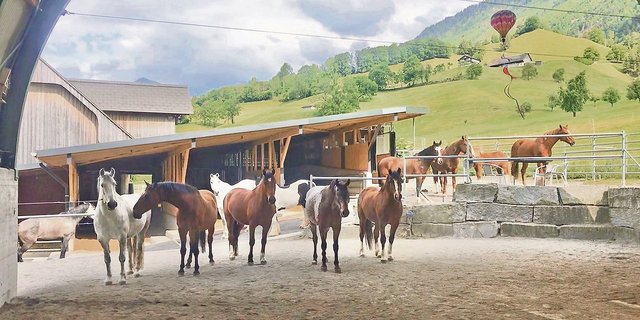Der Betrieb von Franz und Anita von Holzen aus Ennetmoos NW ist mit dem Label «Der Gute Stall» ausgezeichnet. Im Liegebereich wird die Staubentwicklung mit einem Sprühnebel reduziert. (Bild zVg)