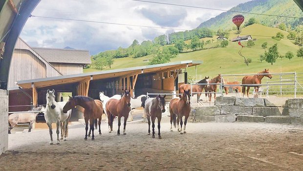 Der Betrieb von Franz und Anita von Holzen aus Ennetmoos NW ist mit dem Label «Der Gute Stall» ausgezeichnet. Im Liegebereich wird die Staubentwicklung mit einem Sprühnebel reduziert. (Bild zVg)