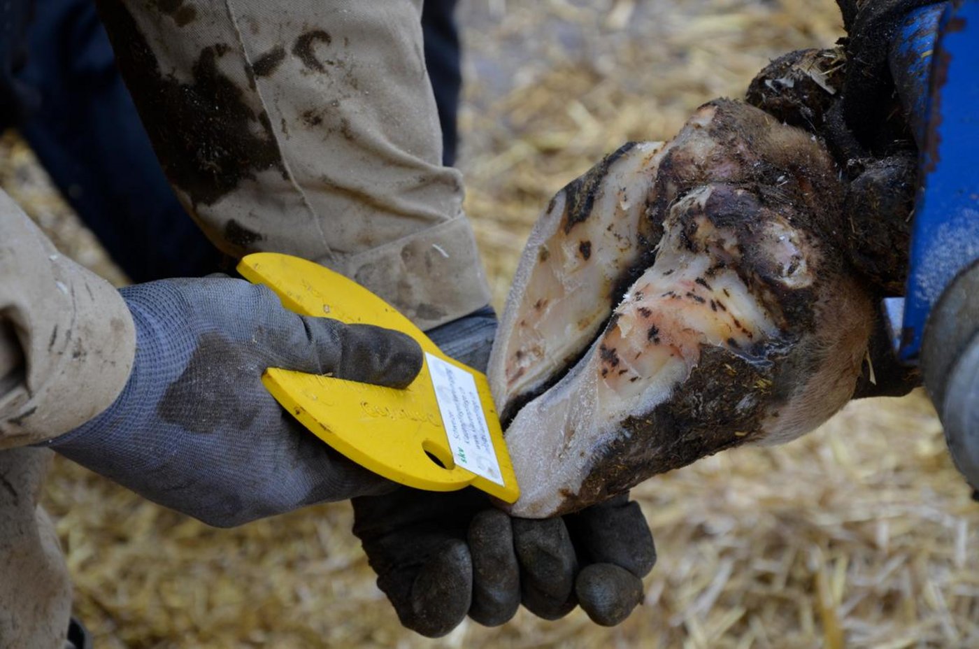 Für Klauenpfleger bedeutet die Datenerfassung ein Mehraufwand. (Bild BauZ)