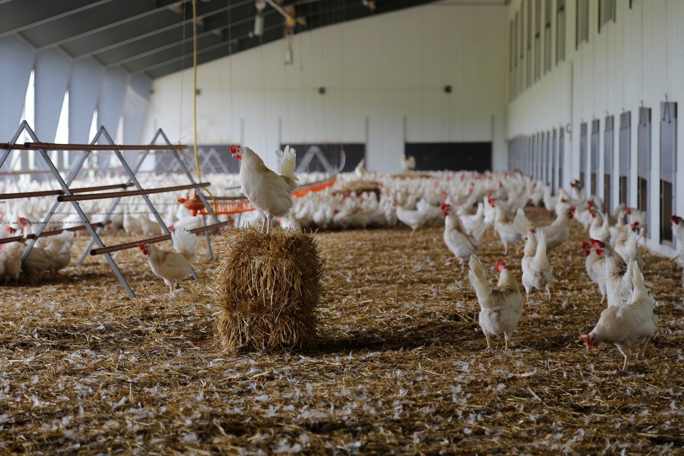 Auf dem Hof Gallipool in Frasses konnten die internationalen Teilnehmer Schweizer Stallysteme mit eigenen Augen sehen. (Bild Melina Gerhard)