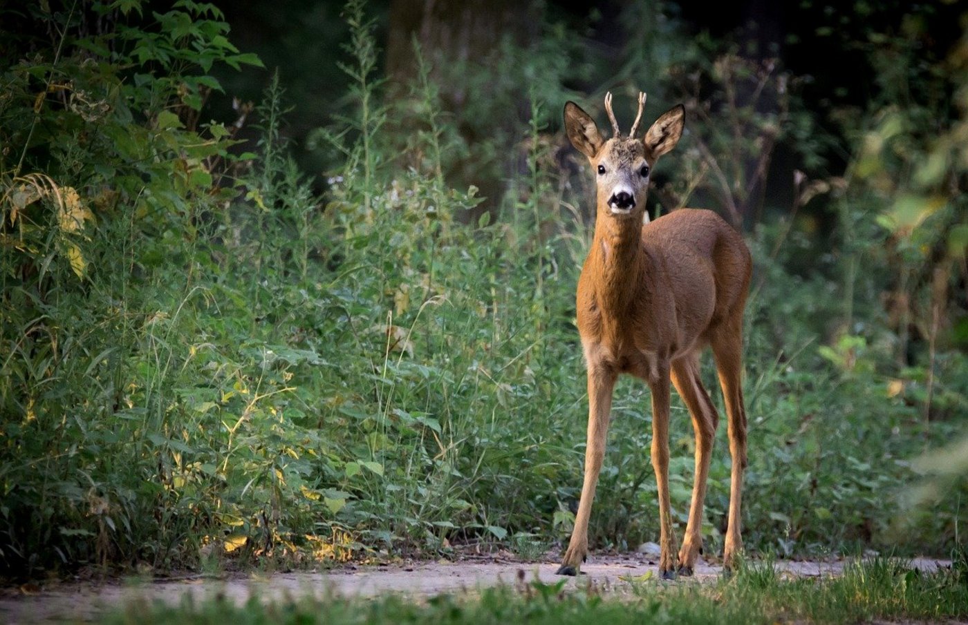 Reh und Hirsch fressen die Knospen und Zweige junger Waldbäume und beeinflussen daher die Verjüngung des Forsts. Wo Luchs und Wolf die Bestände von wilden Huftieren regulieren, können regelmässig junge Bäume nachwachsen und die Funktionen des Waldes aufrecht erhalten. (Bild LubosHouska / Pixabay)