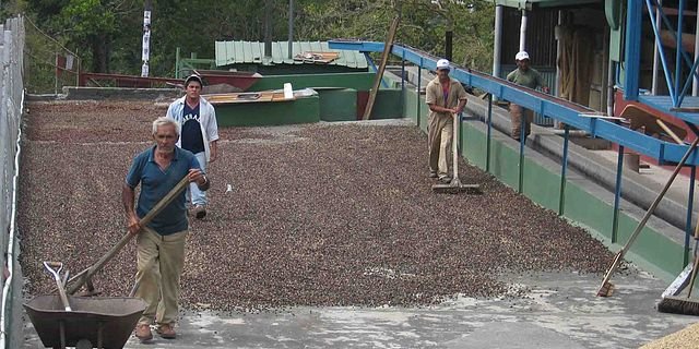 Jede dritte Kaffeebohne wird in der Schweiz gehandelt, auch solche die nie den Weg in die Schweiz finden. Hier im Bild eine Kaffeetrocknung in Panama. (Bild Wikimedia)