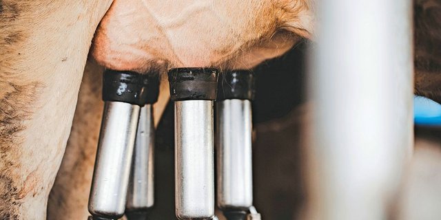 Bei längerer Wartezeit lässt sich der Aufwand an Besamungen pro 10 000 kg Milch laut Untersuchung um einen Drittel reduzieren. 