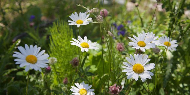 Einheimische Wildblumen zu pflanzen ist ein gute Möglichkeit, eine Biodiversitätsfläche anzulegen. (Bild Michael Ackert/pixabay)