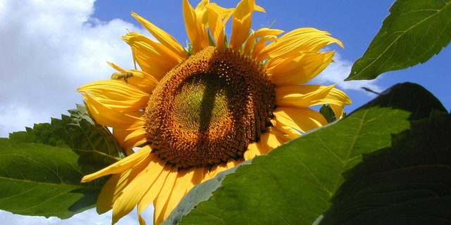 Für klassische Sonnenblumen sind die Marktpreise der Ernte 2020 höher als im Vorjahr. (Bild Swiss Granum)