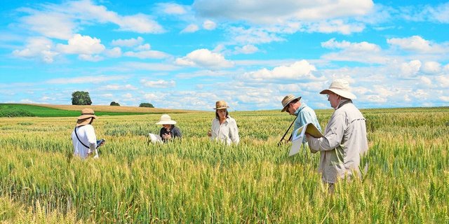 Um interessantes Ausgangsmaterial für die Weiterzüchtung zu erhalten, verursacht man bei klassischer Mutagenese zahlreiche Änderungen im Genom einer Pflanze. Im Zuchtgarten (hier jener von DSP) wachsen verschiedene Linien zu Vergleichszwecken jahrelang nebeneinander.