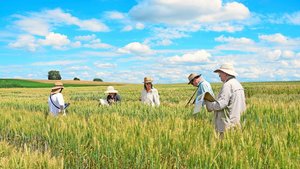 Um interessantes Aus Um interessantes Ausgangsmaterial für die Weiterzüchtung zu erhalten, verursacht man bei klassischer Mutagenese zahlreiche Änderungen im Genom einer Pflanze. Im Zuchtgarten (hier jener von DSP) wachsen verschiedene Linien zu Vergleichszwecken jahrelang nebeneinander.