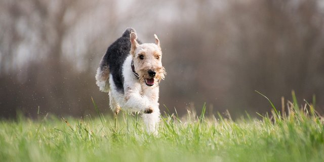 Keine Angst, der will nur spielen – und wird wahrscheinlich auch nicht das Coronavirus übertragen. (Bild Pixabay)