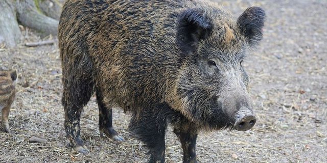 In Brandenburg hat sich die ASP unter Wildschweinen stark verbreitet. (Bild Pixabay)
