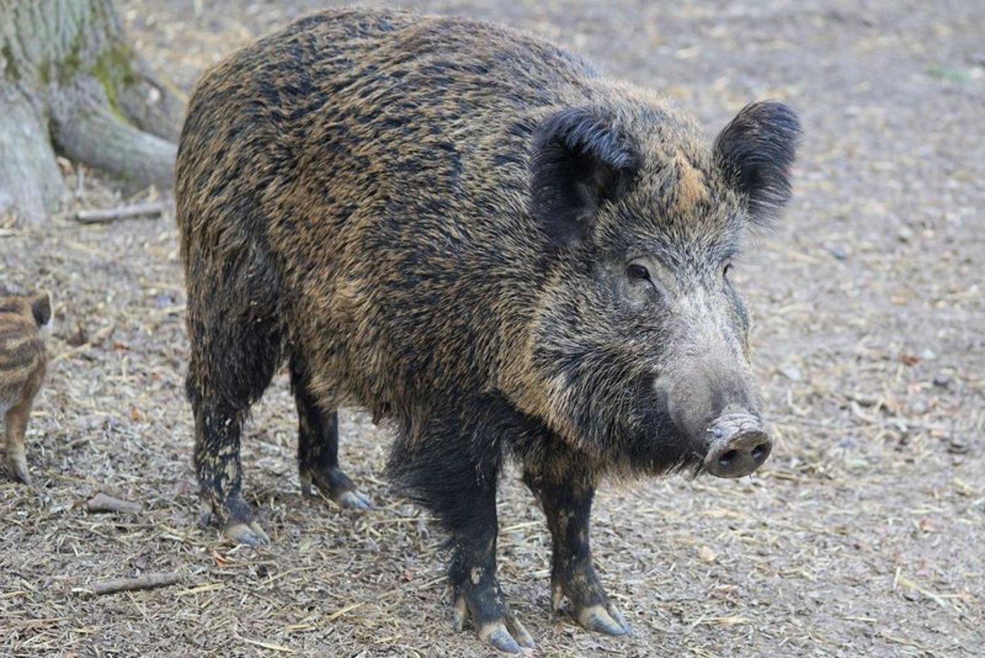 In Brandenburg hat sich die ASP unter Wildschweinen stark verbreitet. (Bild Pixabay)