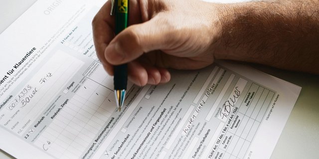 Auf dem Begleitdokument für Klauentiere muss unter Punkt 5 eine sichtbare Lahmheit deklariert werden und zwar im Feld, das Platz lässt, um die Art der Krankheit, der Verletzung oder des Unfalls zu beschreiben. (Bild Simone Barth)