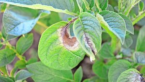 Typische Krautfäule-Symptome: In der Mitte der Flecken ist das Gewebe abgestorben, im Randbereich ist es chlorotisch und hell.
