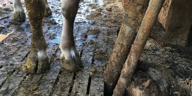 Die Ergebnisse der Studie zeigen einige Probleme in der Berechnung der Suisse-Bilanz auf. Schliesslich werden in erster Linie Mittelwerte und Schätzungen dafür verwendet. (Bild jsc)