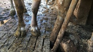 Die Ergebnisse der Studie zeigen einige Probleme in der Berechnung der Suisse-Bilanz auf. Schliesslich werden in erster Linie Mittelwerte und Schätzungen dafür verwendet. (Bild jsc)