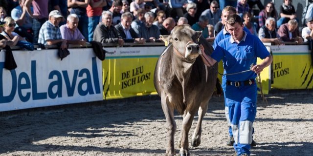 So kennt man die Olma: Mit Viehauktionen und viel Publikum. (Bild Michael Huwiler)