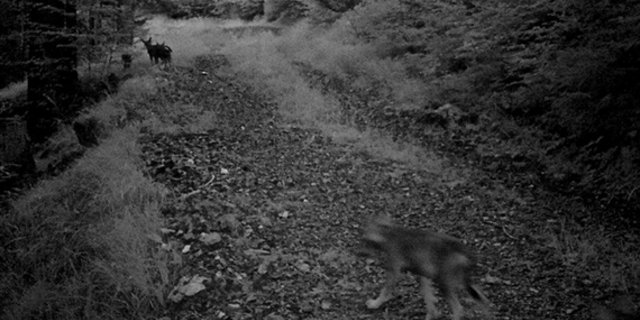 Ob es sich um ein beim abgestürzten Wolf um ein Jungtier aus dem Calanda-Rudel handelt (Bild), ist noch unklar. (Bild Amt für Jagd und Fischerei Graubünden) 