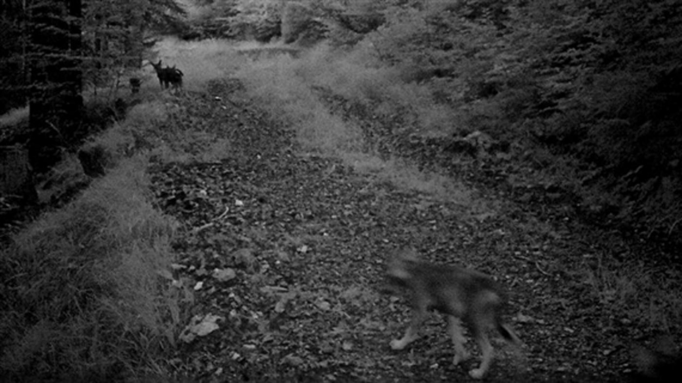 Ob es sich um ein beim abgestürzten Wolf um ein Jungtier aus dem Calanda-Rudel handelt (Bild), ist noch unklar. (Bild Amt für Jagd und Fischerei Graubünden) 