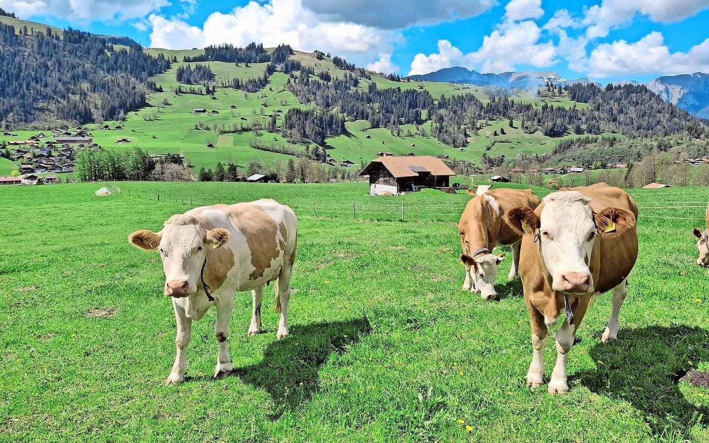 Dana (links) und ihre beste Freundin gemeinsam auf der Weide. Sie haben sich während der Erkrankung von Dana vermisst.