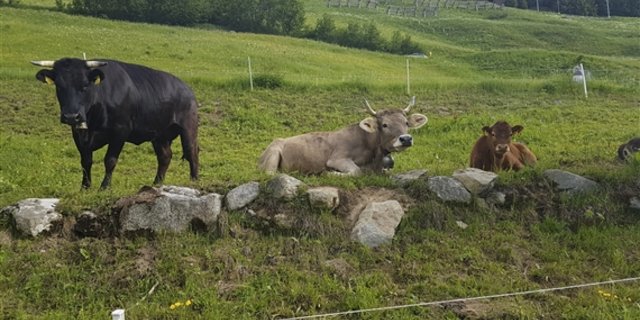 Almwirtschaft ist nicht nur Kullisse für Wanderer. (Symbolbild ji/lid) 