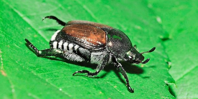 Auch im Kanton Schwyz entdeckt: Die adulten Japankäfer sind 8 bis 12 mm lang. 