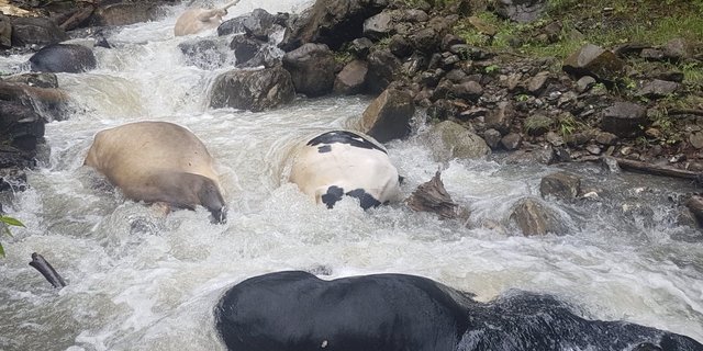 Auf dieses und weitere Bilder von toten Kühen in einem Bach reagiert die Obwaldner Kantonsverwaltung auf Twitter. Es sei nicht sicher, ob ein Wolf an dem Vorfall beteiligt gewesen sei. (Bild Twitter @monika_rueegger)