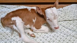 Irgendwann soll Djam Irgendwann soll Djamila werden, wie ihr Name es verheisst: die Schöne. Jetzt ist sie aber vor allem eines: klein.